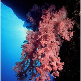 Softcoral_1-min Softcoral